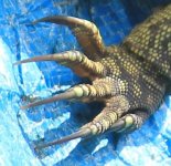 Crop c IMG_0477 Shpn copyright.jpg
