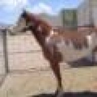 cowboyup3371