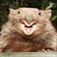 Wombat_Scat