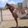 cowboyup3371