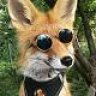 FoxyBLankworthy