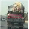 hadaveha